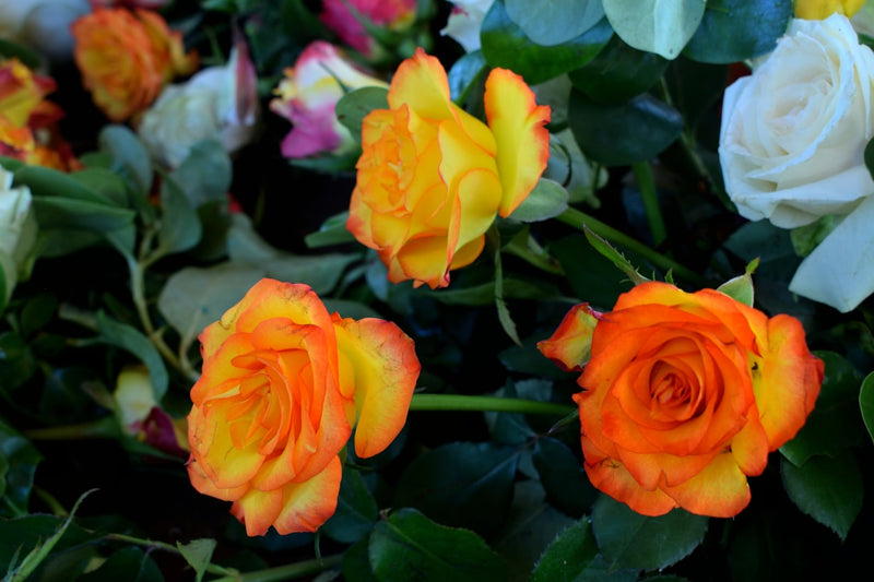 Bi-Color Yellow & Red Roses