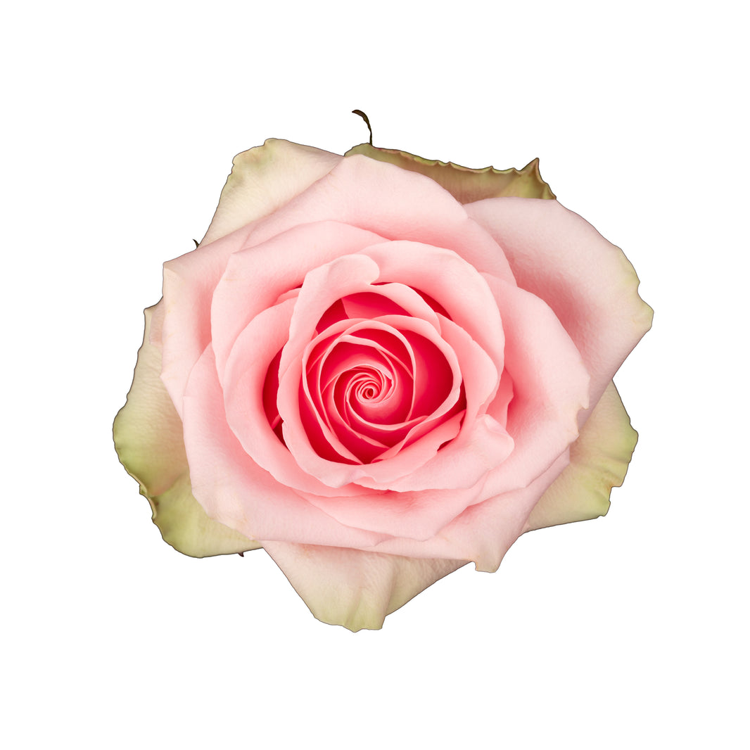 Wholesale Pink Roses, Pink Roses in Bulk | WholesaleFlowers.net