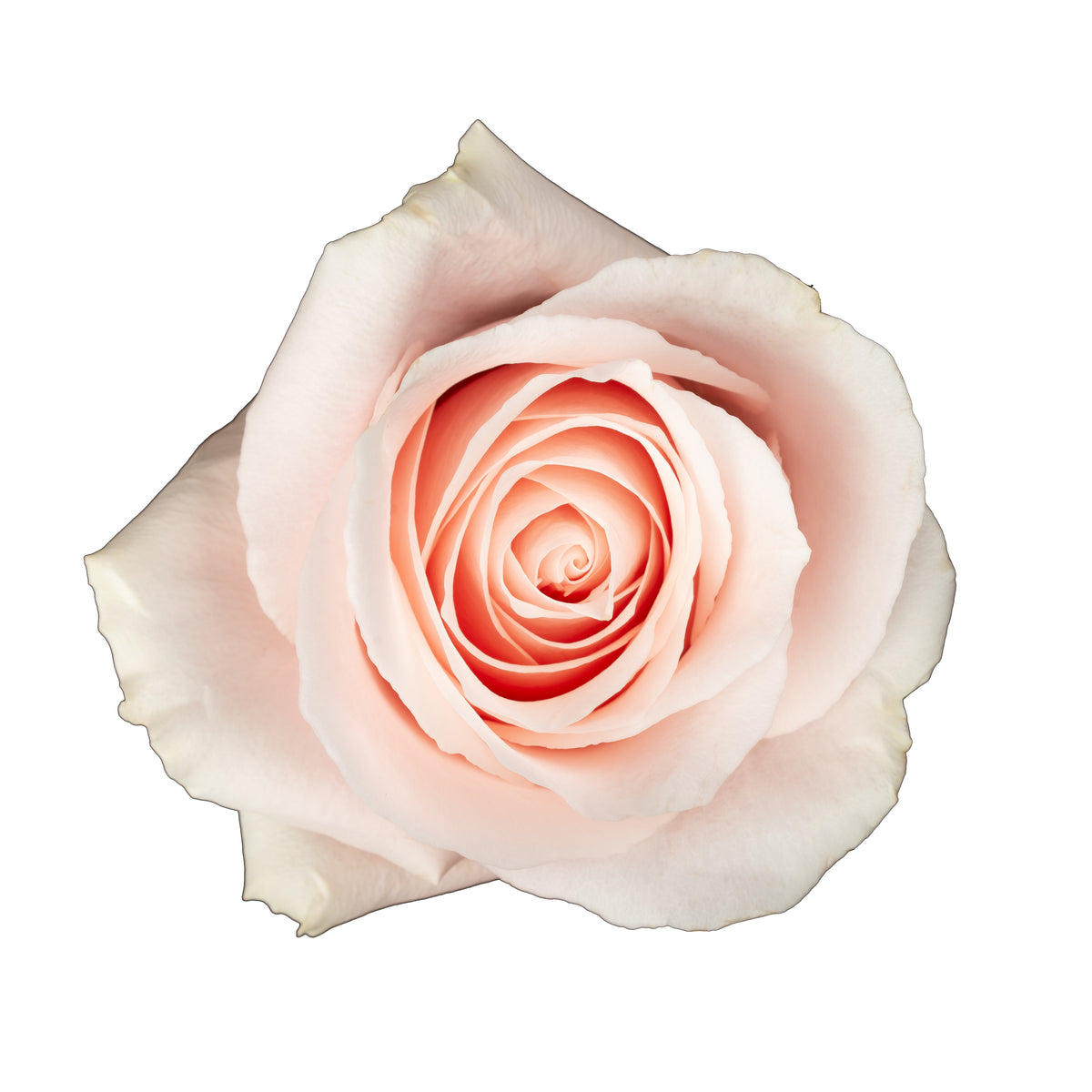 Pink Essential Roses Wholesale Pink Roses, Pink Roses in Bulk | WholesaleFlowers.net