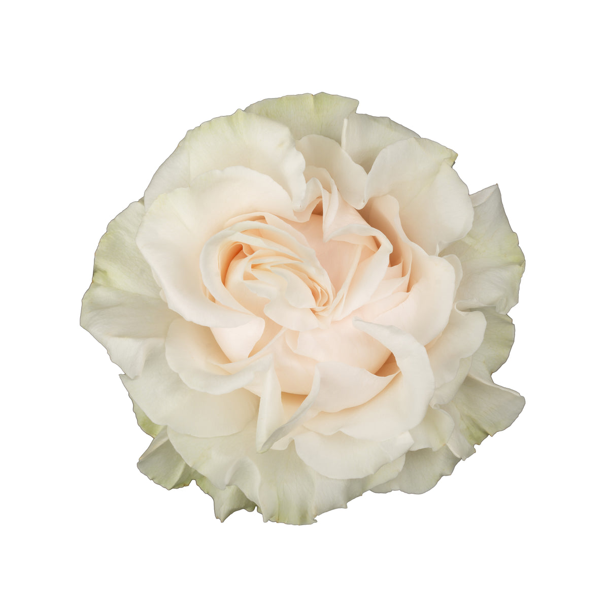 White roses, wholesale roses, Cotton expression Roses ...