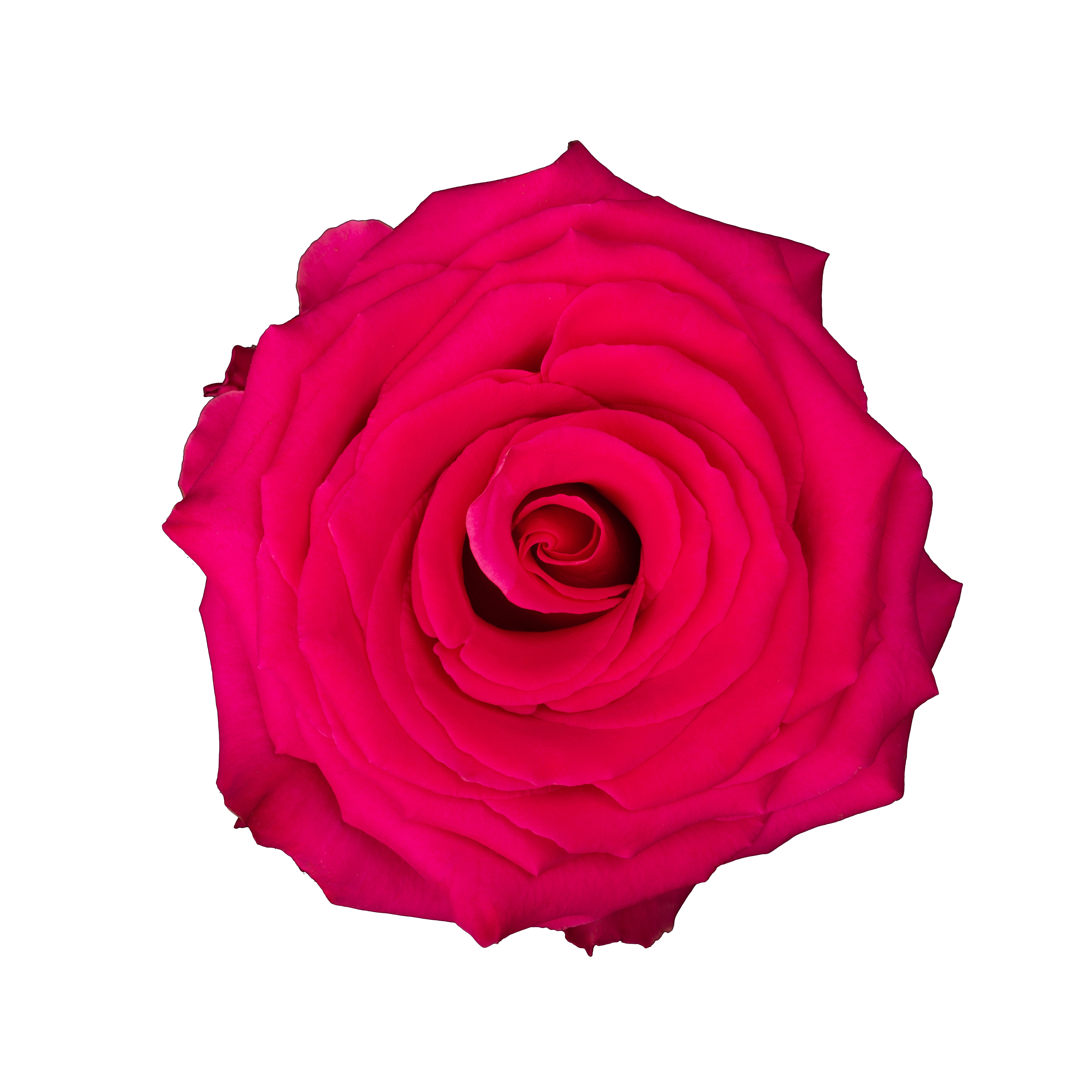 Hot Pink roses, wholesale roses, Full monty Roses | WholesaleFlowers.net
