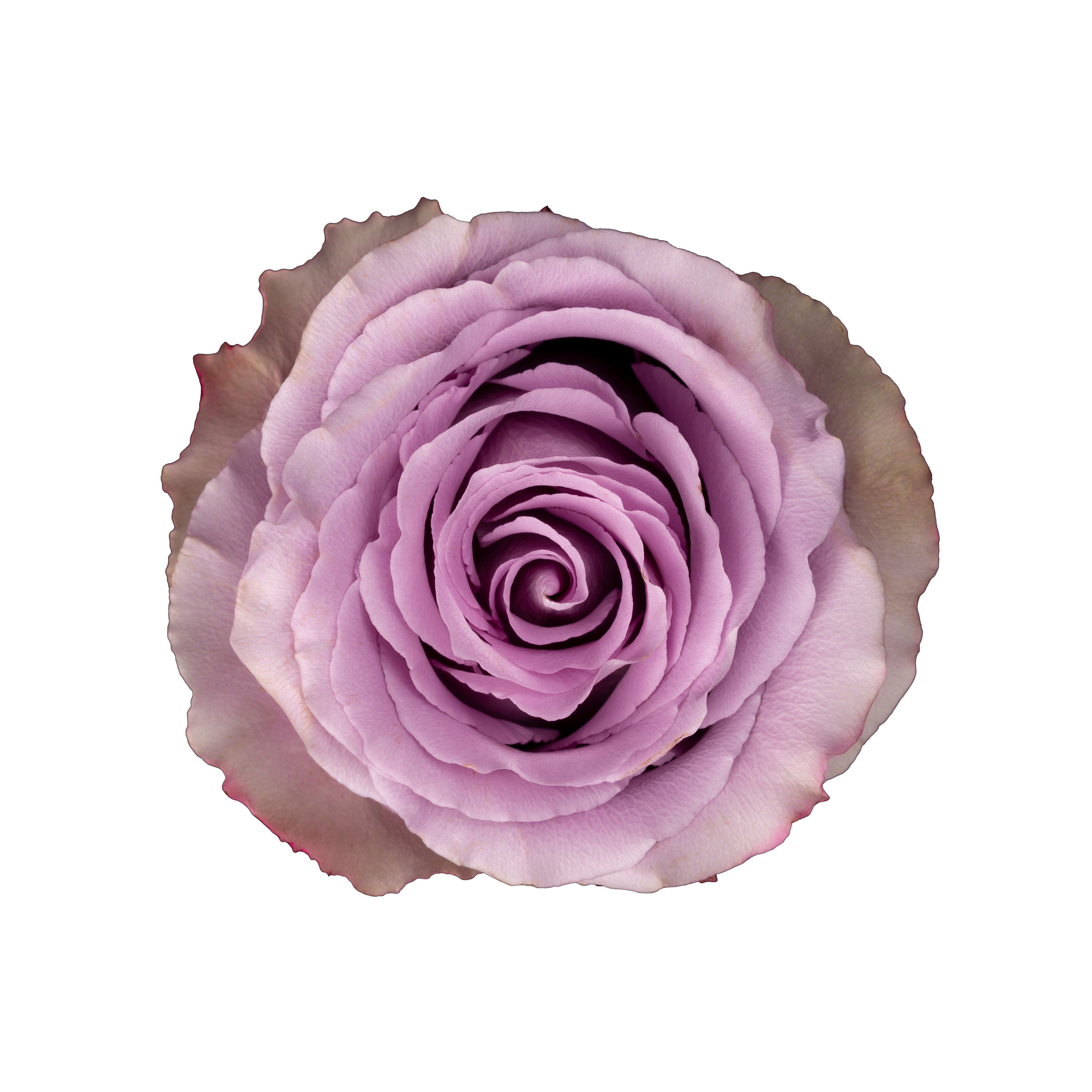 Knight Pink Roses Lavender roses, wholesale roses, Grey Knights Roses | WholesaleFlowers.net