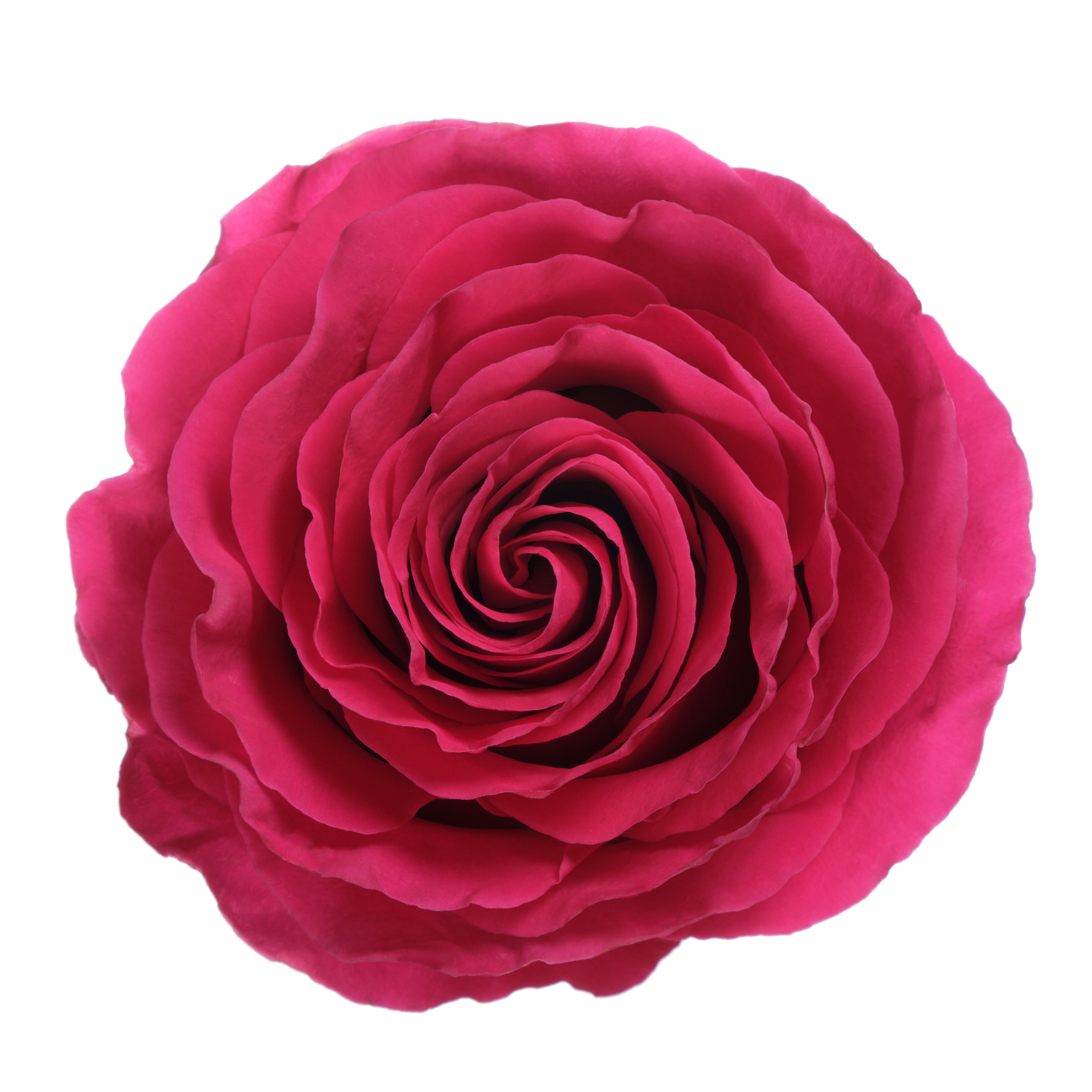 Hot Pick Roses Hot Pink roses, wholesale roses, Hot Spot Roses | WholesaleFlowers.net