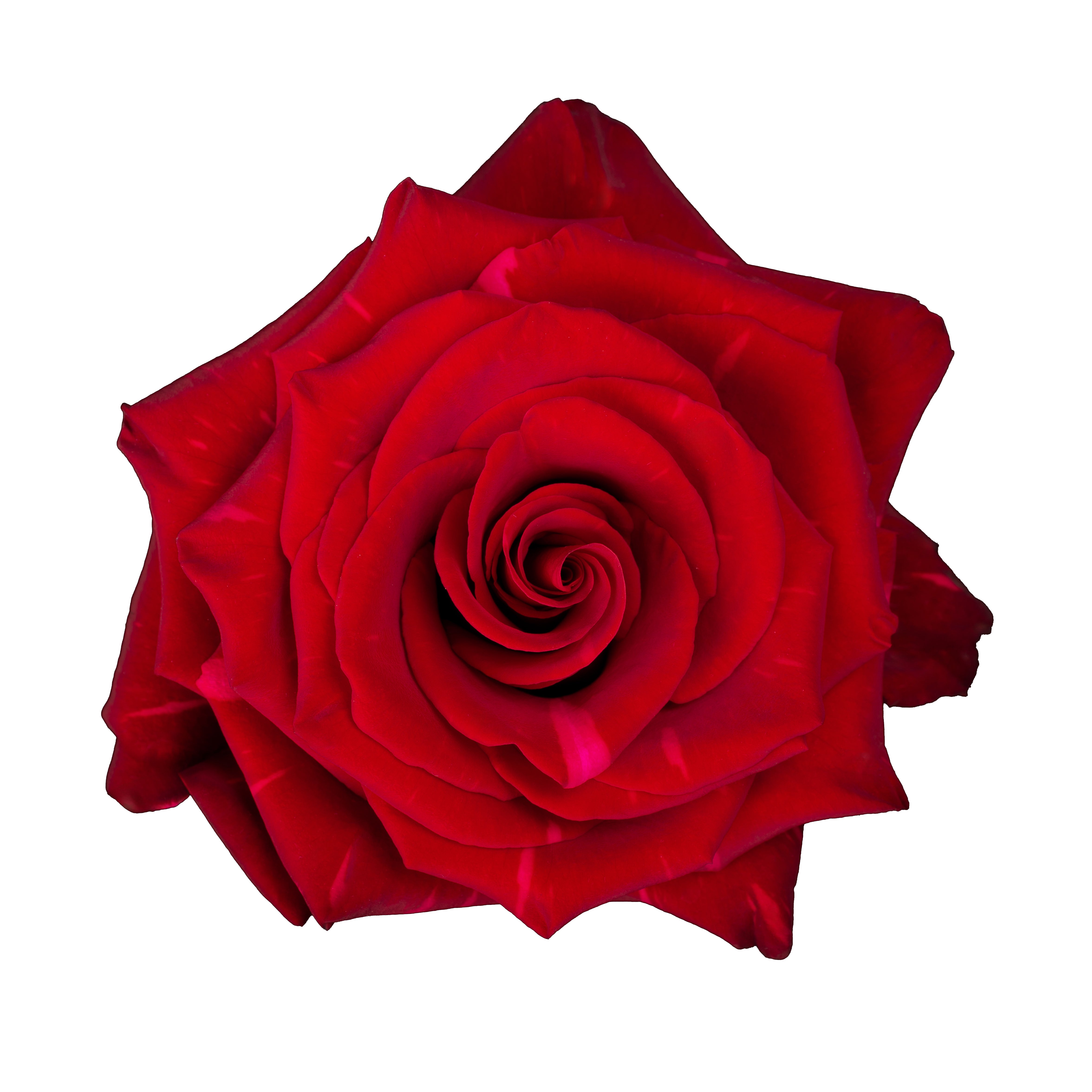 Hunt Red Roses Red roses, wholesale roses, Red Panther Roses | WholesaleFlowers.net