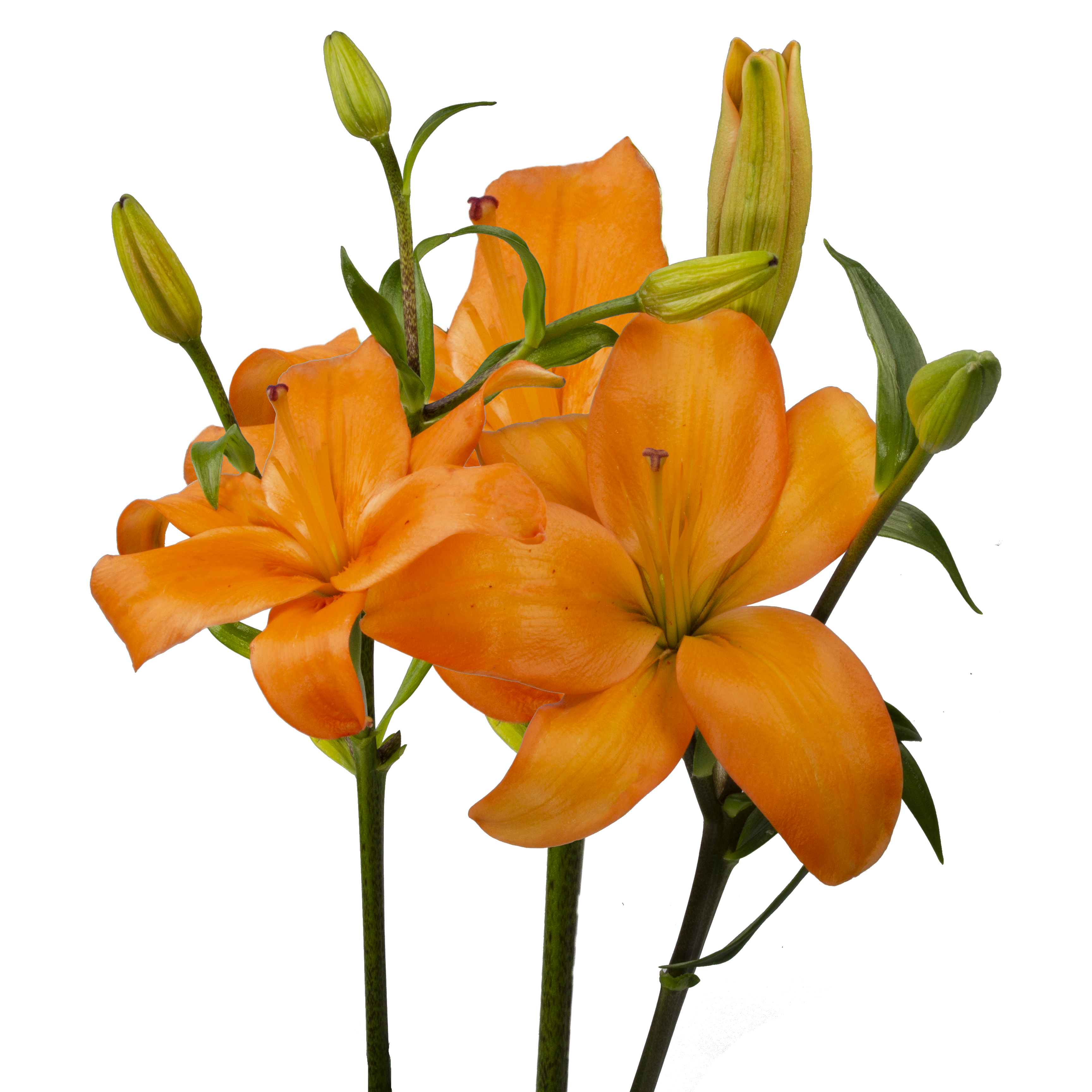13+ Orange Lily Meaning Orange Asiatic Lily - Elegant Bloom Stems | WholesaleFlowers.net