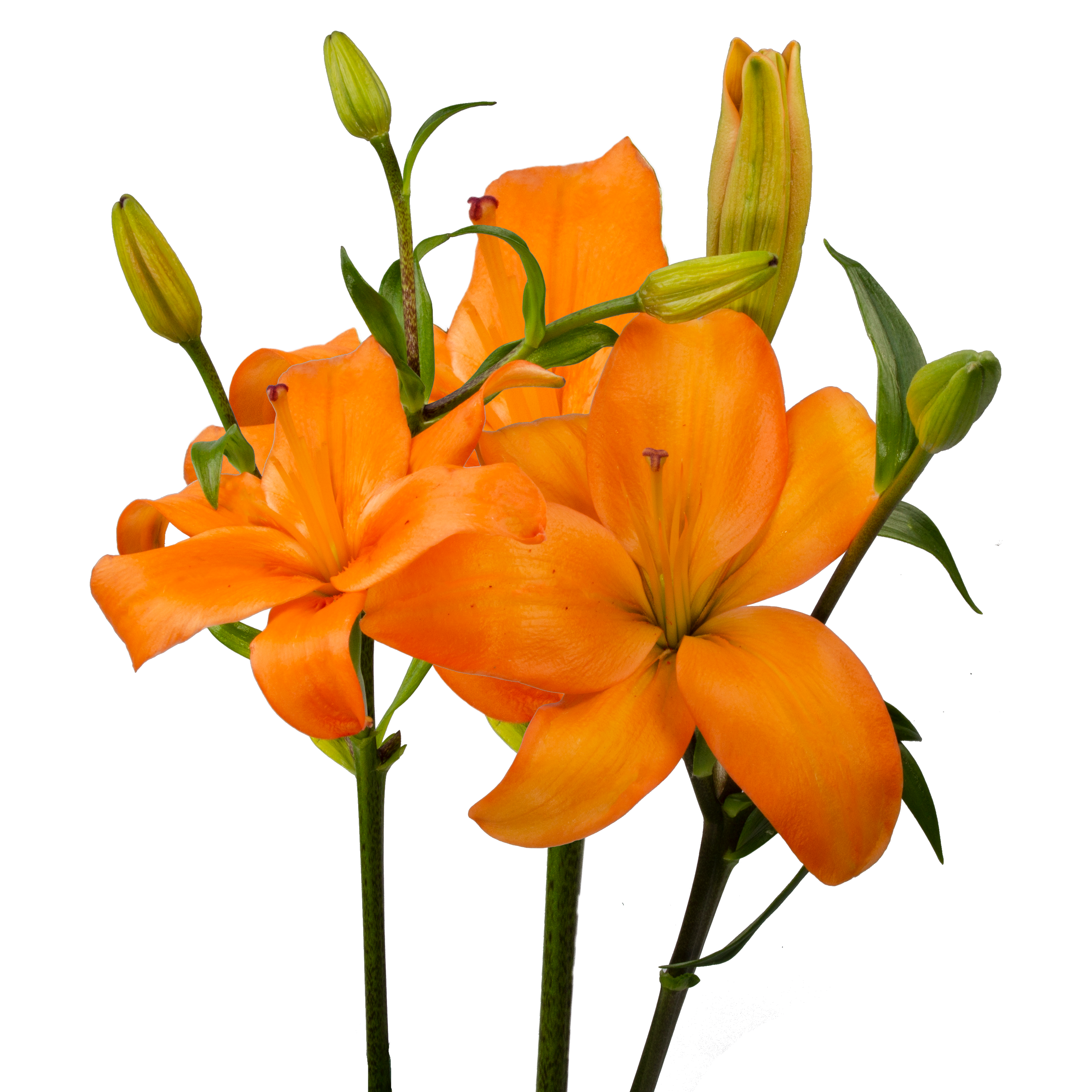Asiatic Lily Orange