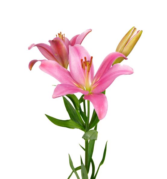 Asiatic Lily Pink