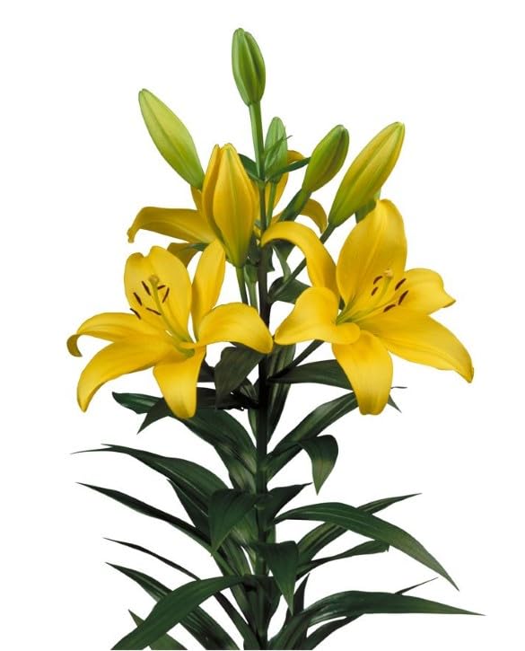 Asiatic Lily Yellow