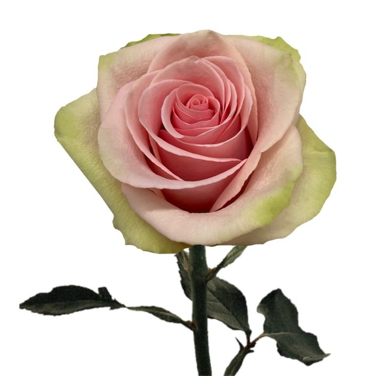 Absolute Pink Roses Pink roses, wholesale roses, Absolute in Pink Roses | WholesaleFlowers.net