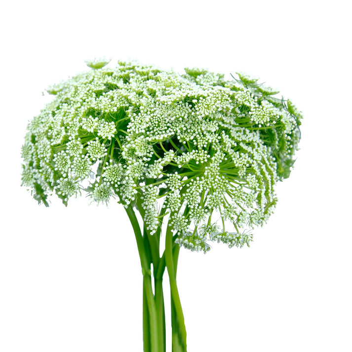 Ammi Majus Green, wholesale Ammi Majus | WholesaleFlowers.net