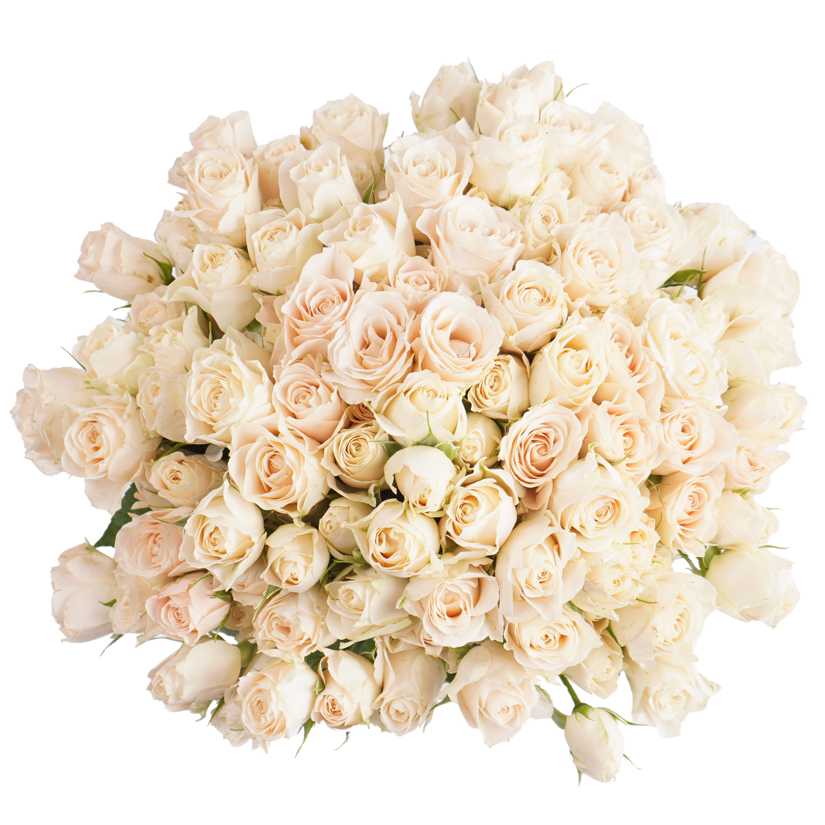 Cream Spray Roses Cream Spray Roses - Fresh Cut Flowers | WholesaleFlowers.net