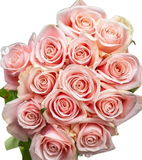 Believed Roses Pink roses, wholesale roses, Believe in Pink Roses | WholesaleFlowers.net