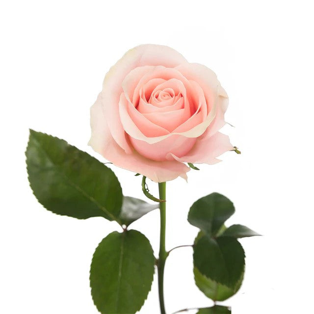 Believed Roses Wholesale Pink Roses, Pink Roses in Bulk | WholesaleFlowers.net