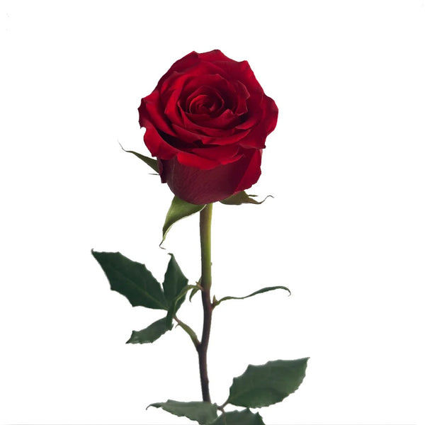 Red roses, wholesale roses, Born Free Roses | WholesaleFlowers.net