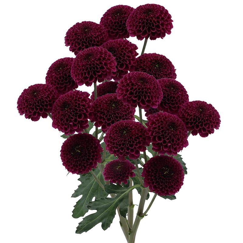 Button Chrysanthemum Purple