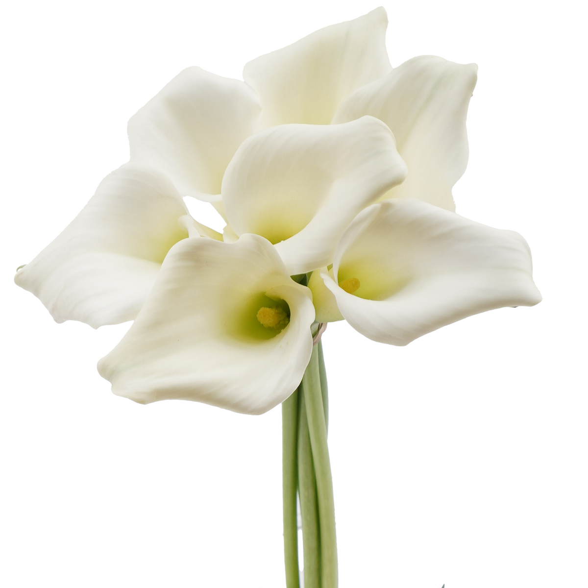 White Mini Calla - Fresh Cut Flowers | WholesaleFlowers.net