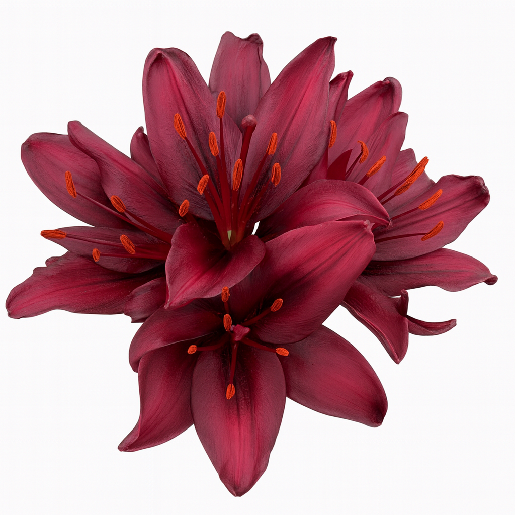 asiatic lily burgundy Burgundy Oriental Lily - Elegant Bloom Stems