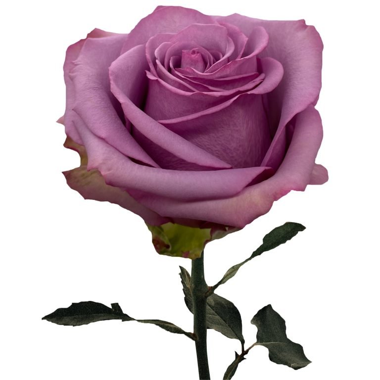 Wicked Cool Roses Cool Water Rose Flower