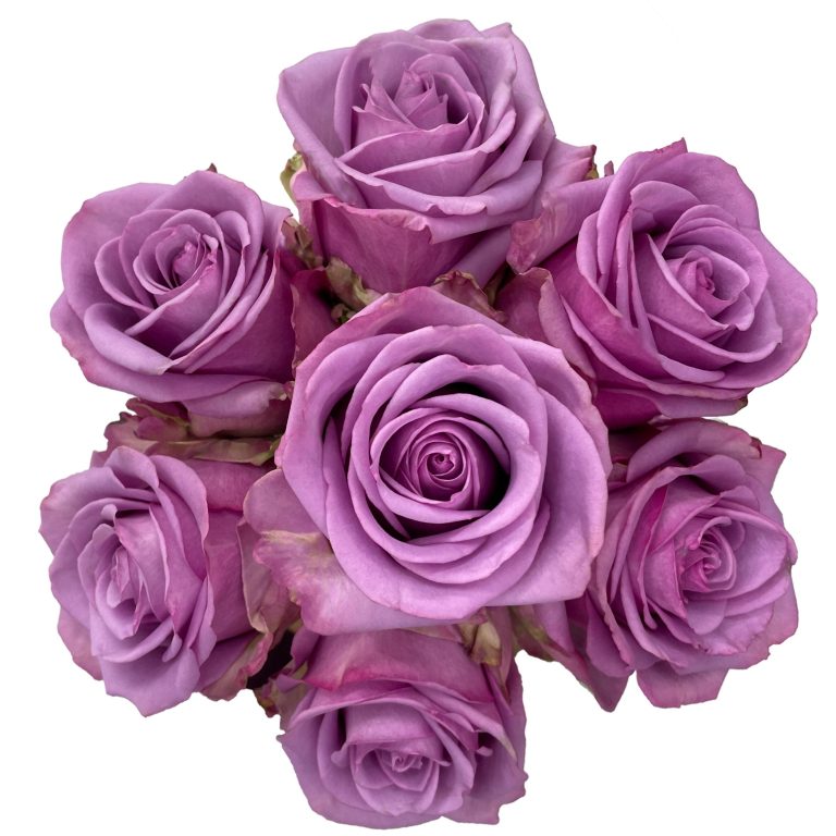 Wicked Cool Roses Cool Water Rose Flower
