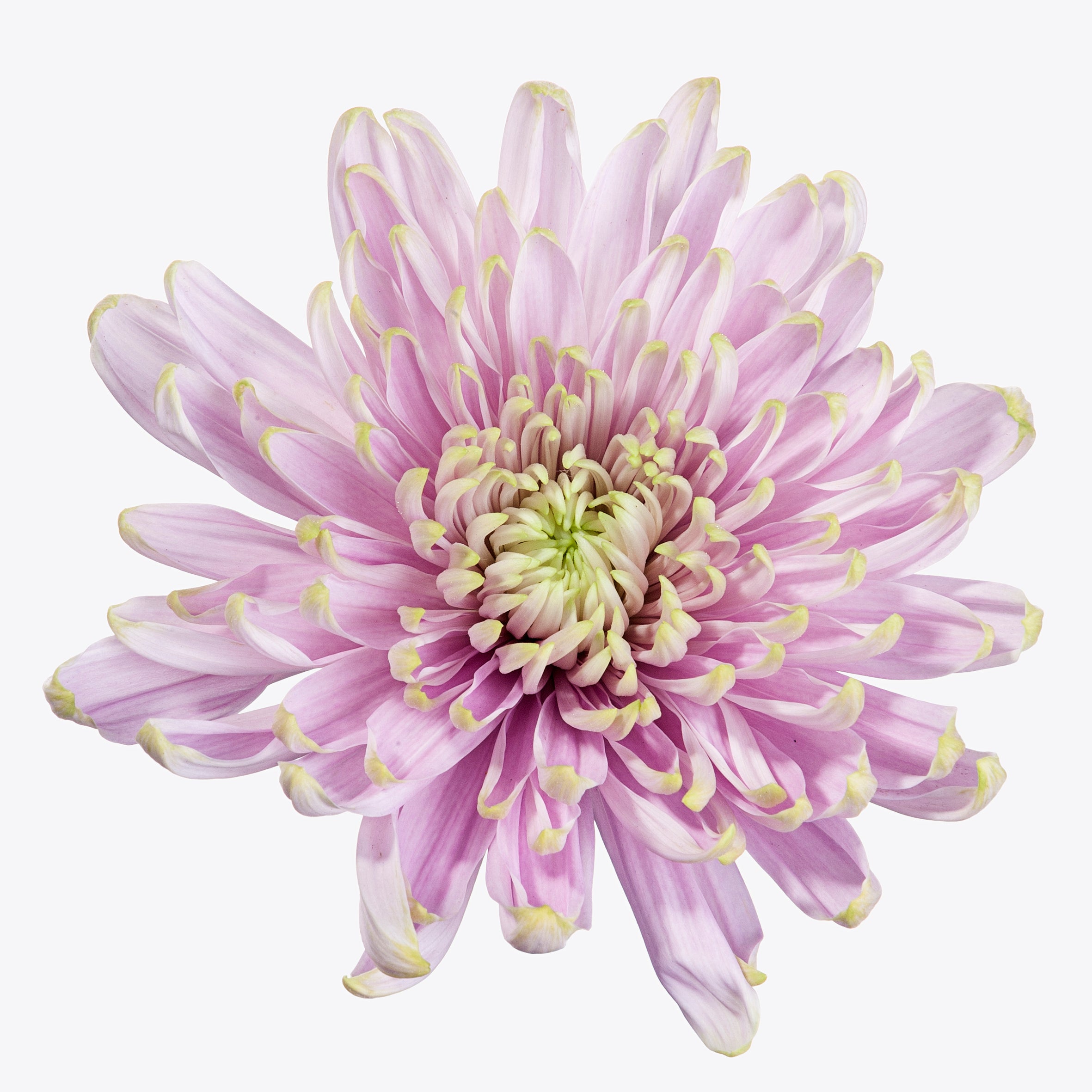 Cremon Bicolor Lavender Green