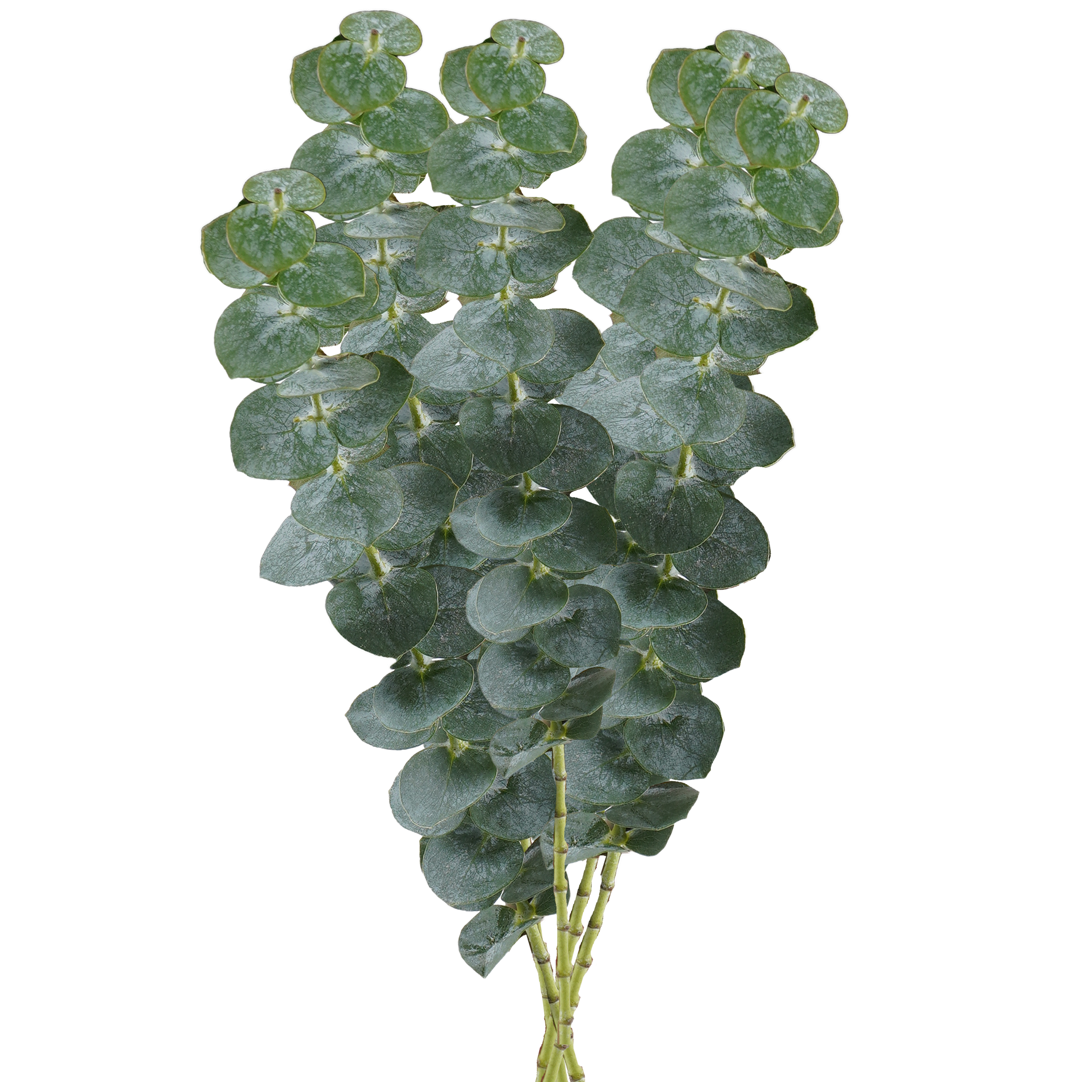 Eucalyptus Green