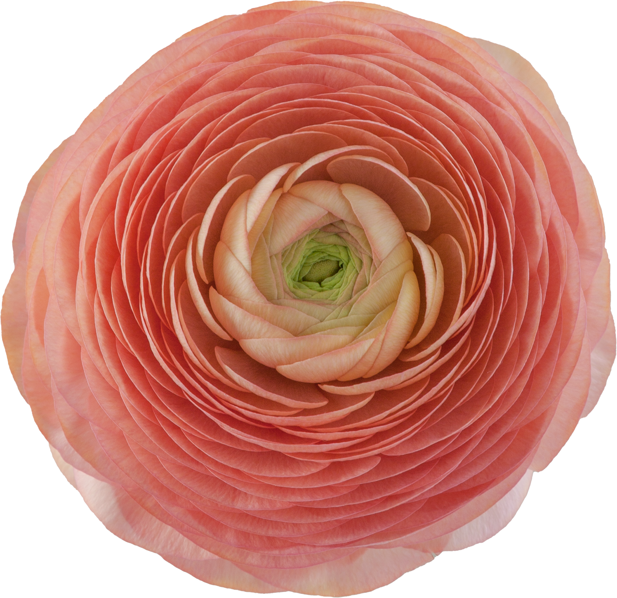 Ranunculus Peach