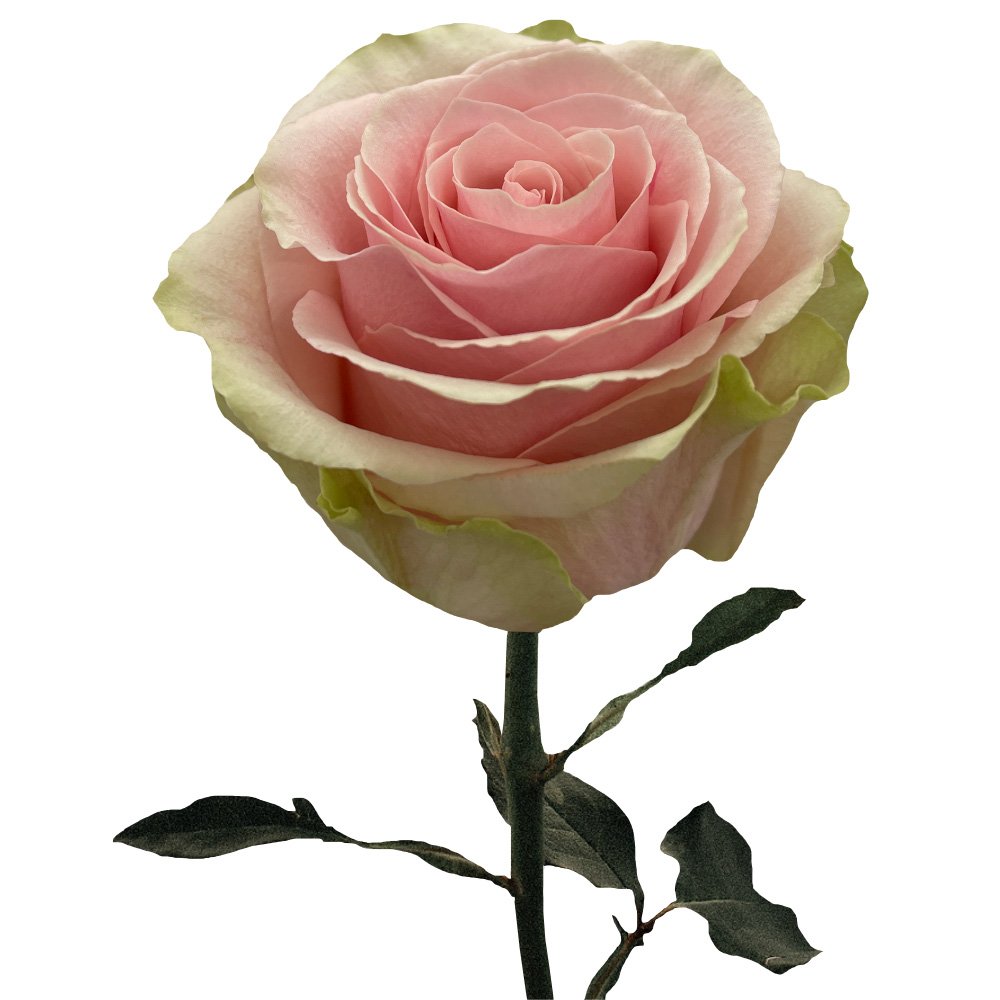 Pink Roses, wholesale roses, Frutteto Roses | WholesaleFlowers.net