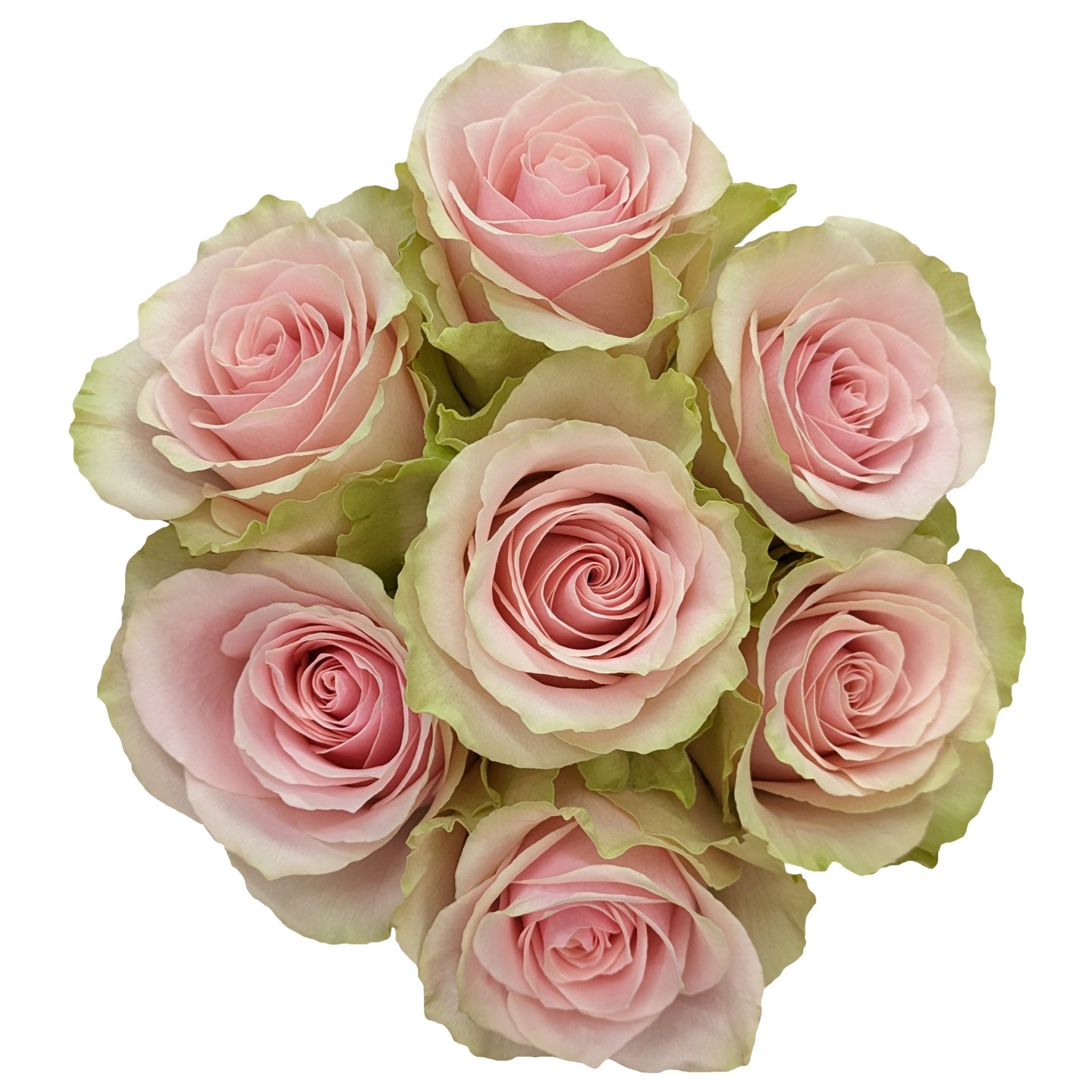 Pink Roses, wholesale roses, Frutteto Roses | WholesaleFlowers.net