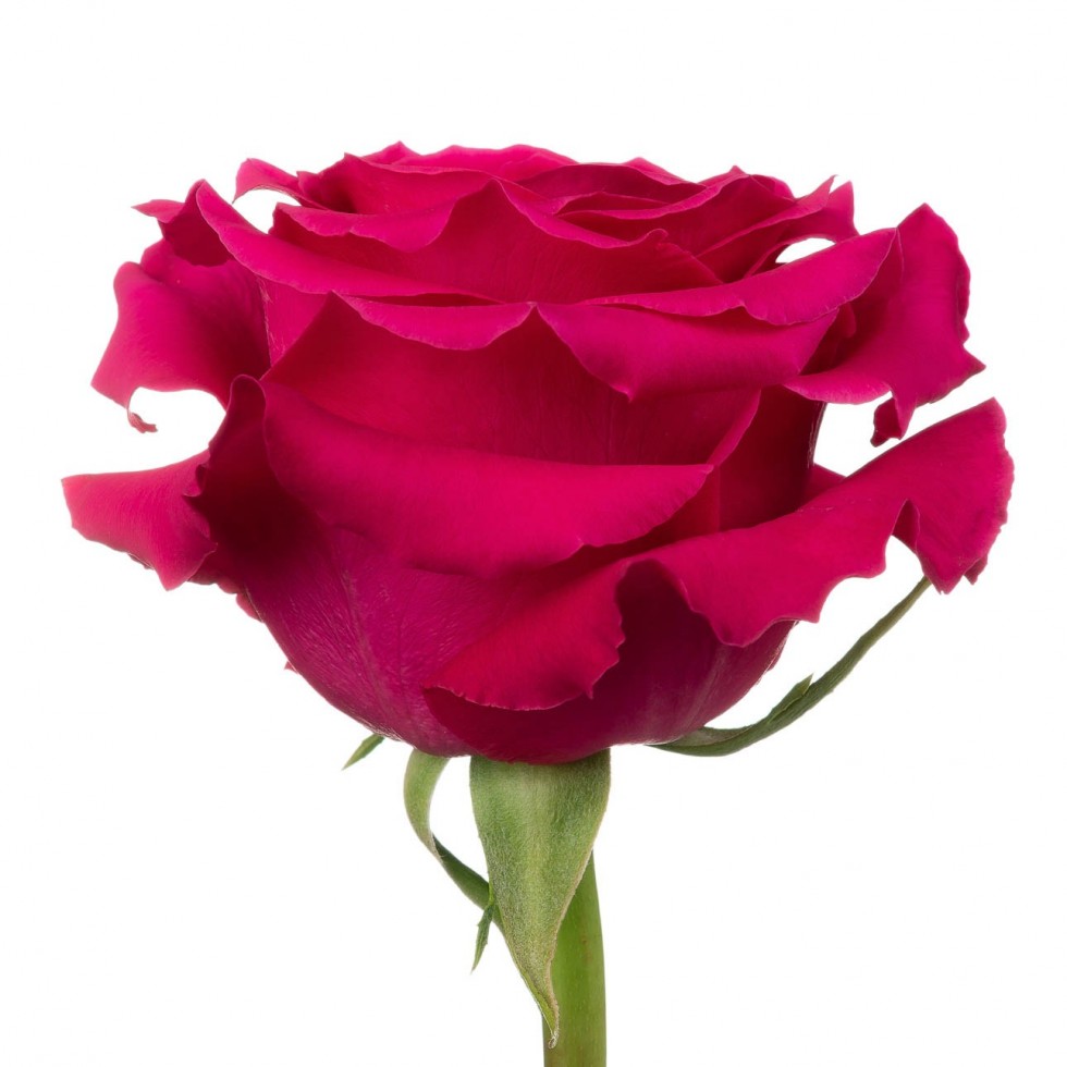 Hot Pink roses, wholesale roses, Full monty Roses | WholesaleFlowers.net