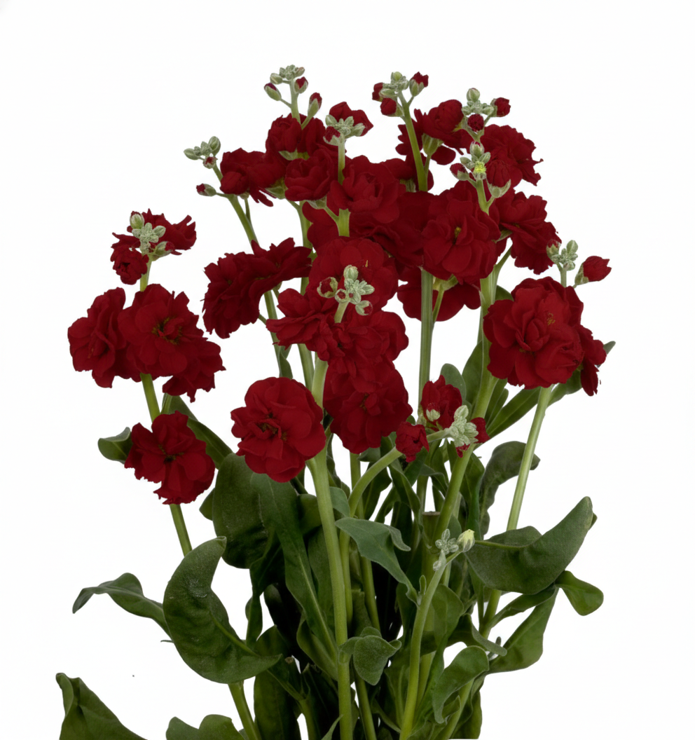 Stock Spray	Red