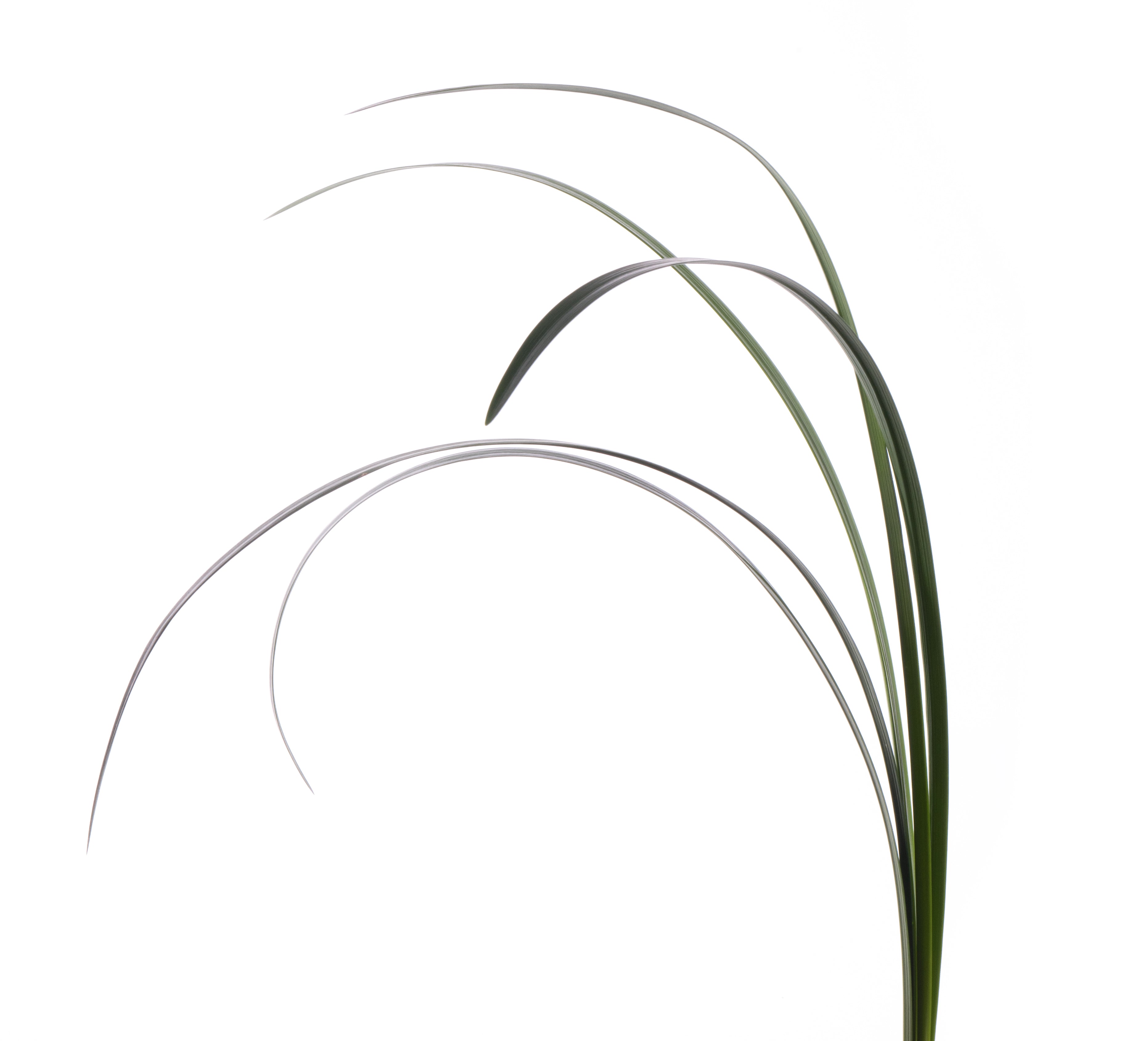 Lilly Grass Green