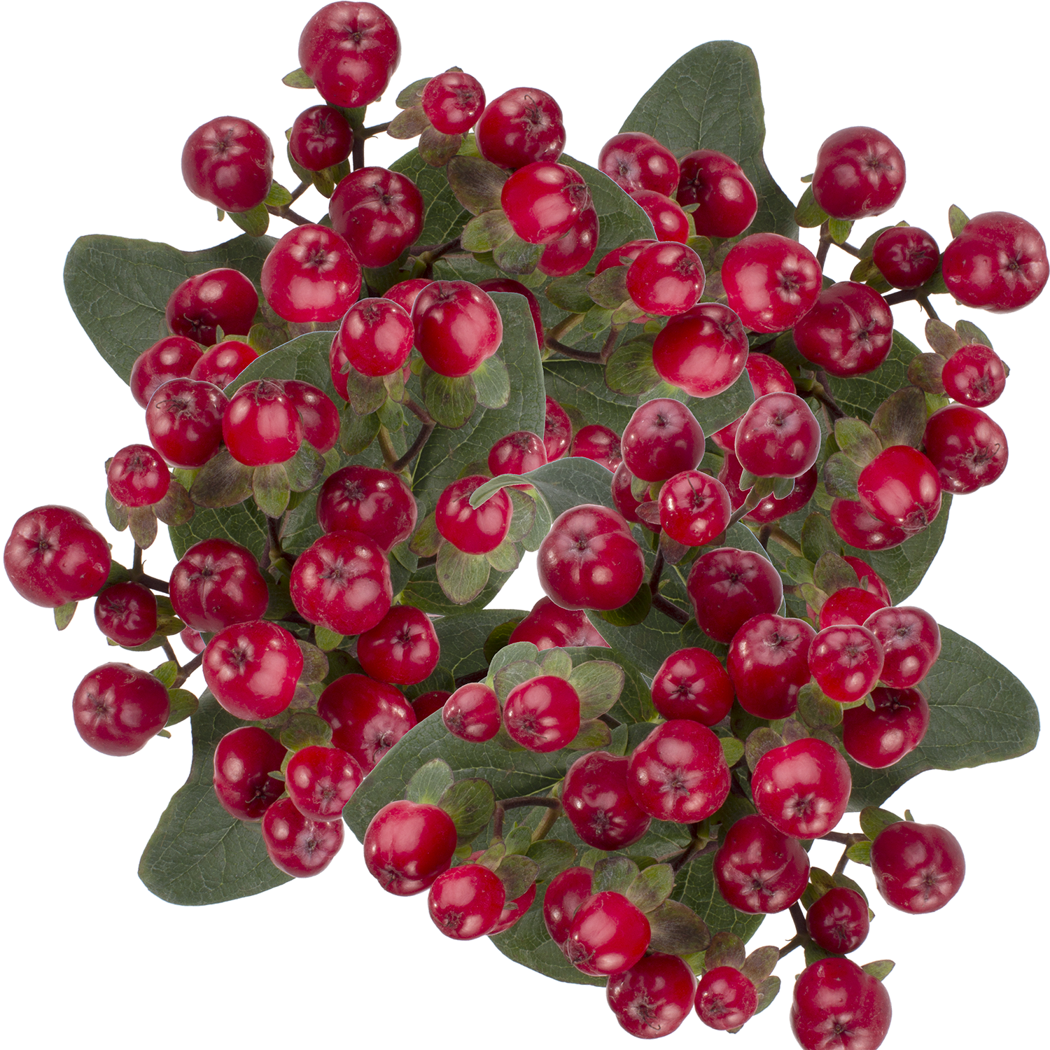 Hypericum Red