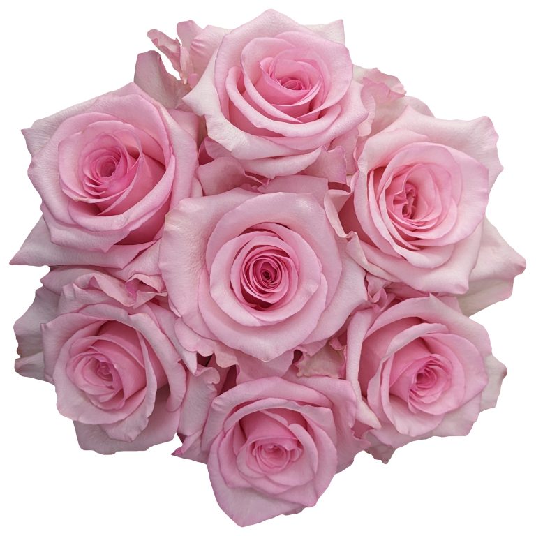 Pink roses, wholesale roses, Jet Set Roses | WholesaleFlowers.net