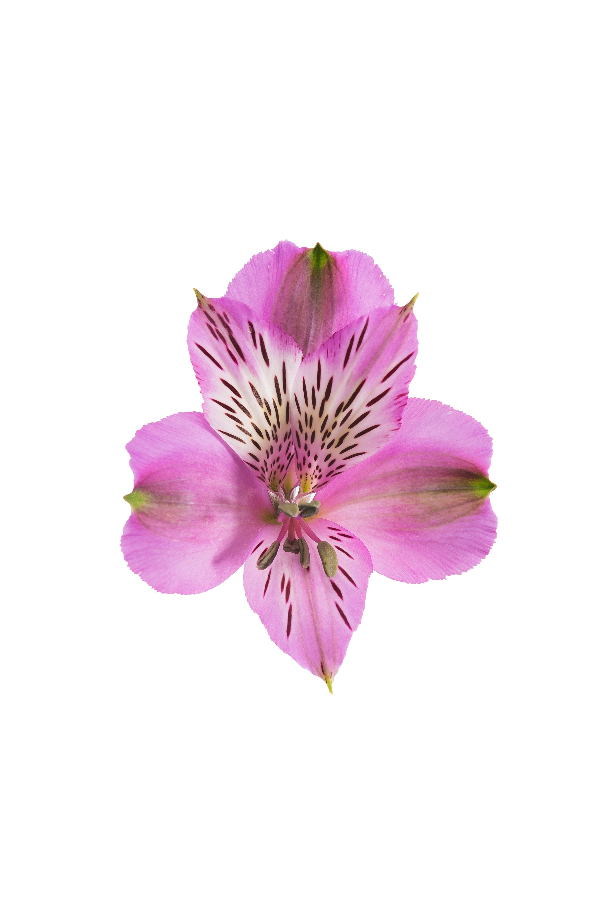 lavender alstroemeria flower Lavender Alstroemeria - Fresh Cut Flowers