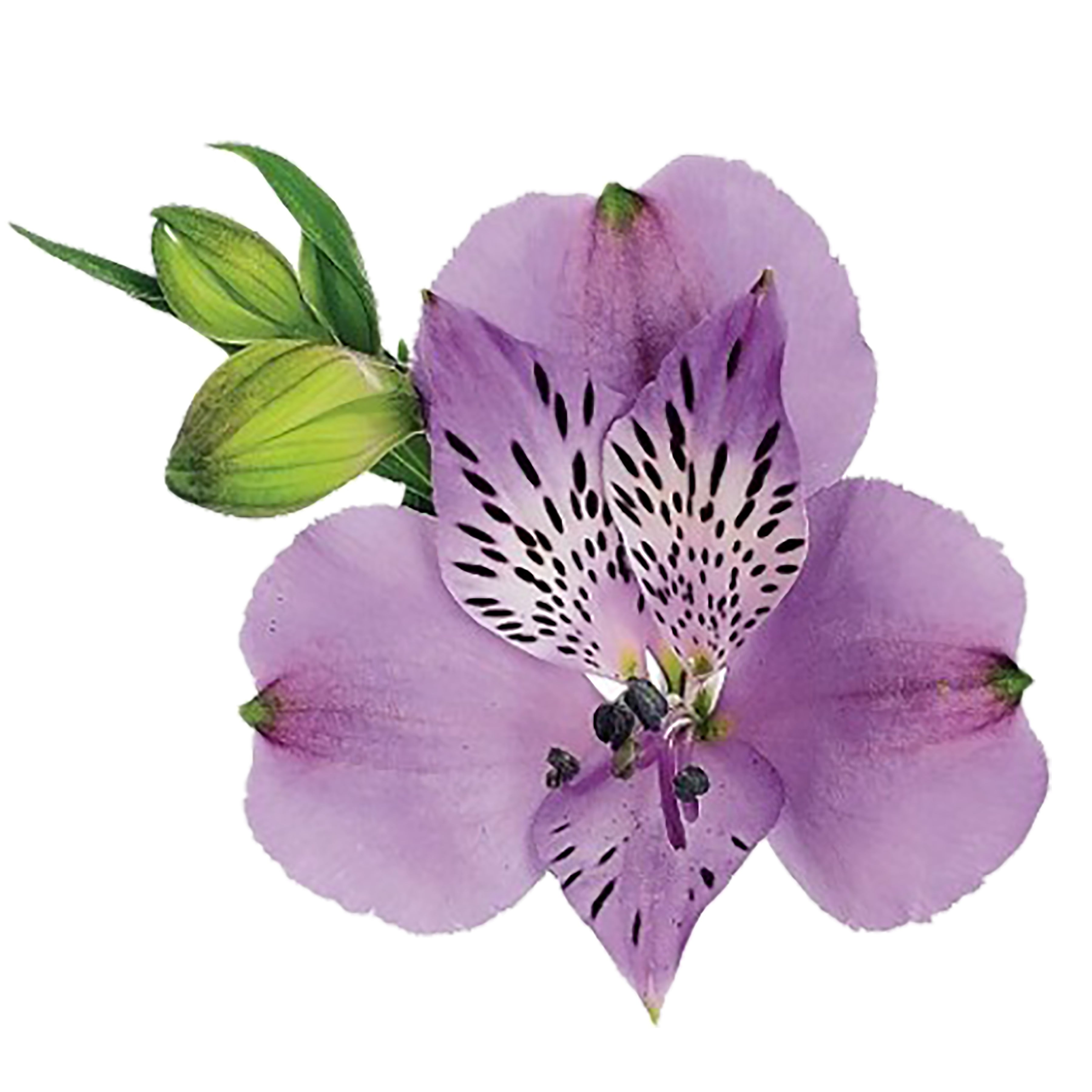 Lavender Alstroemeria Fresh Cut Flowers WholesaleFlowers lavender-alstroemeria-fresh-cut-flowers-wholesaleflowers