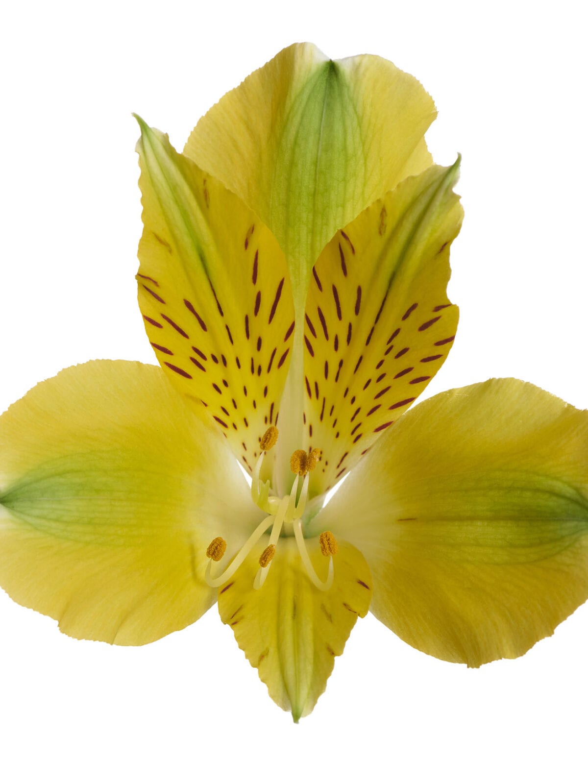 Alstroemeria Green