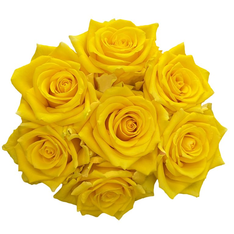 Red Rose Tea Lighthouse Yellow Roses, wholesale roses, Lighthouse Roses | WholesaleFlowers.net