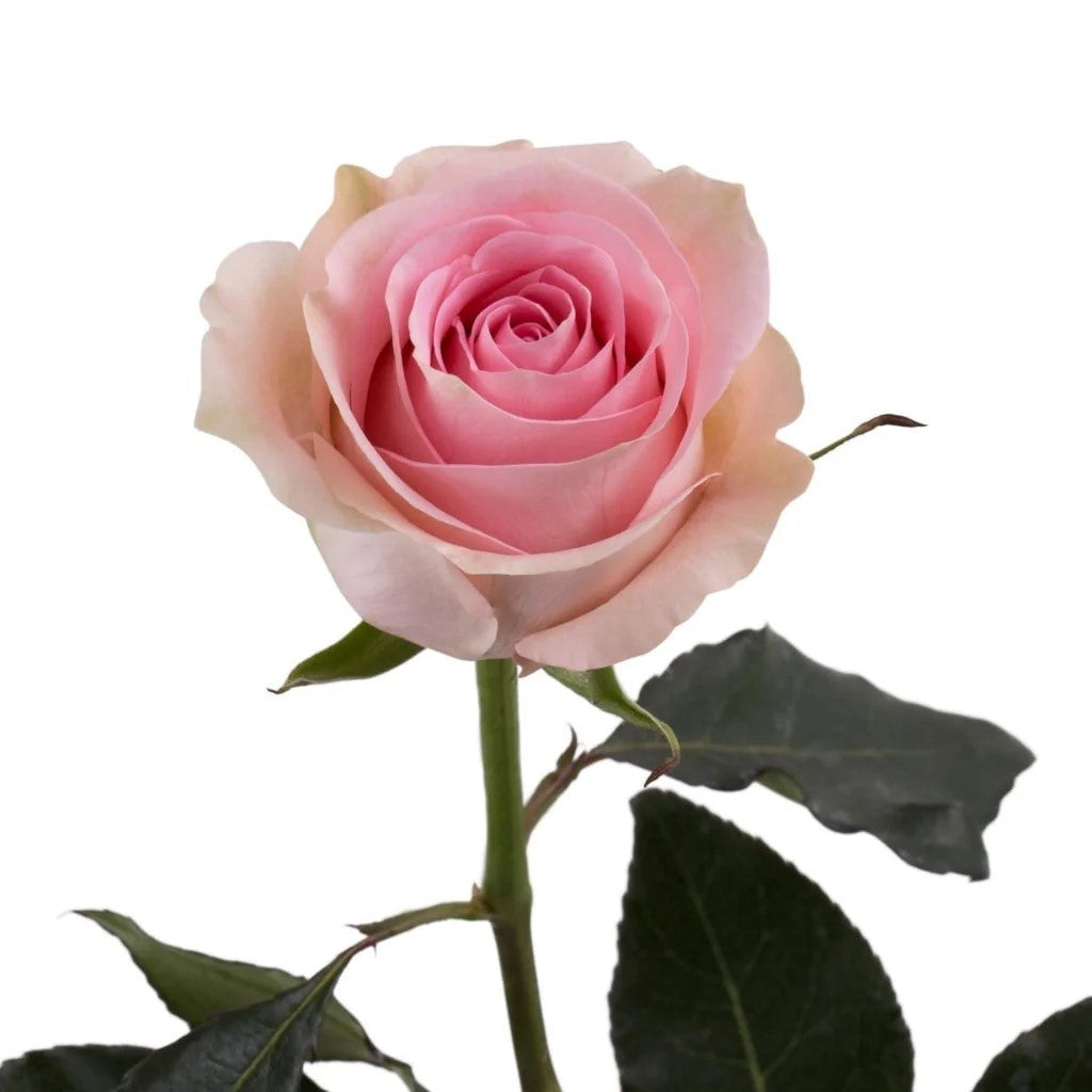Light Pick Roses Light Pink Roses, wholesale roses, Luciano Roses | WholesaleFlowers.net