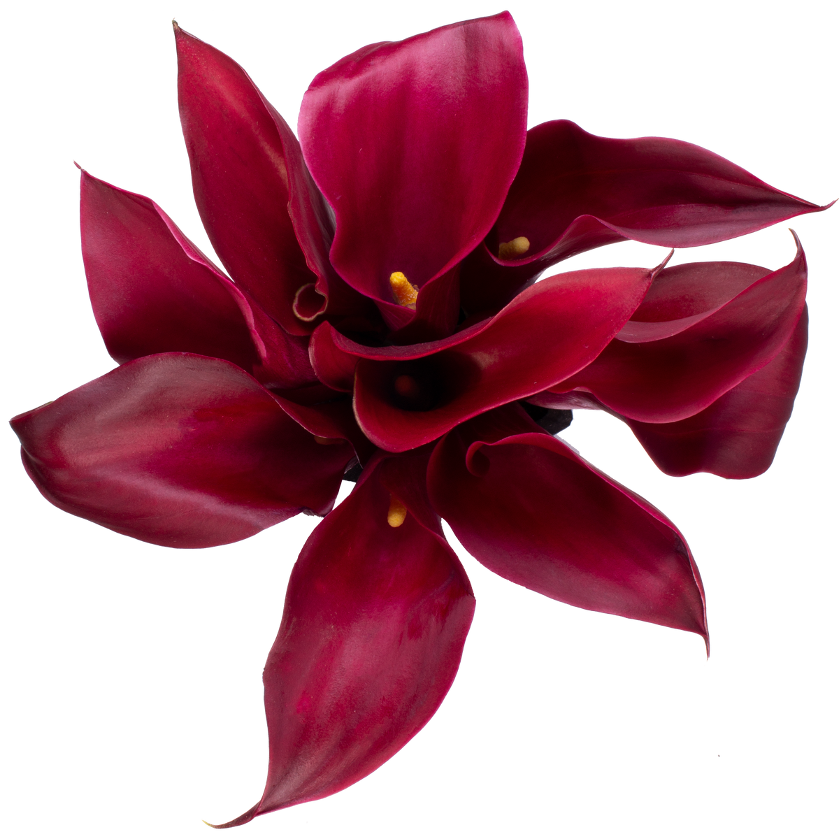 Mini Calla Rumba Red Mini Calla - Fresh Cut Flowers | WholesaleFlowers.net