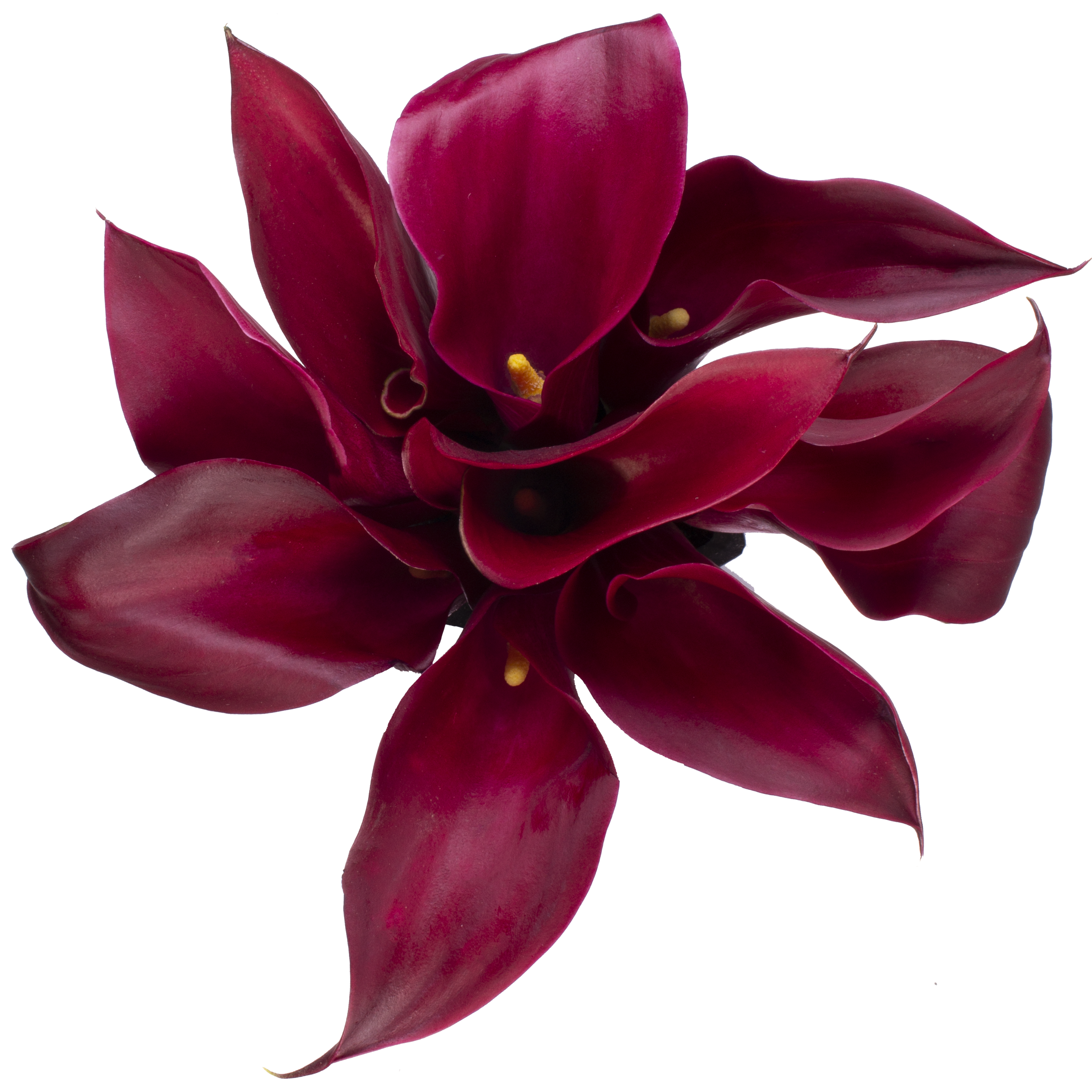 Mini Callas Red