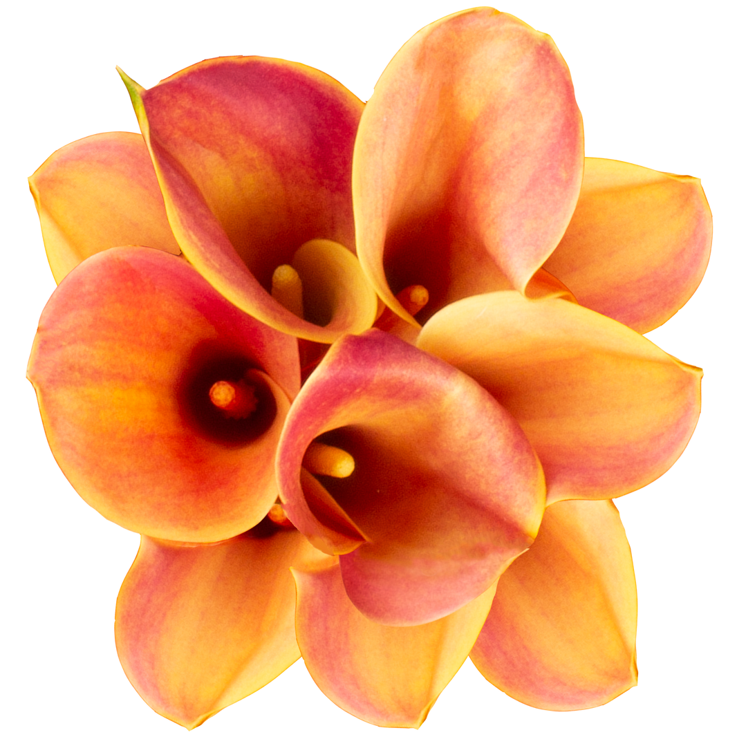 Mini Callas in Bulk, Wholesale Callas | WholesaleFlowers.net