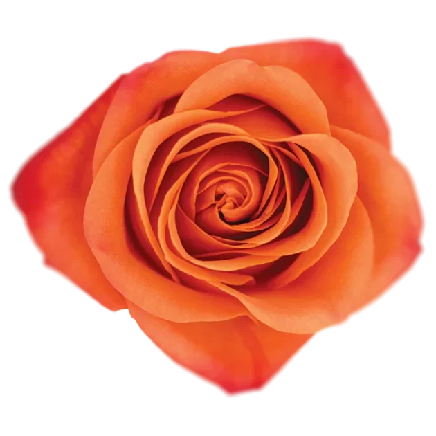 Orange Crush Roses