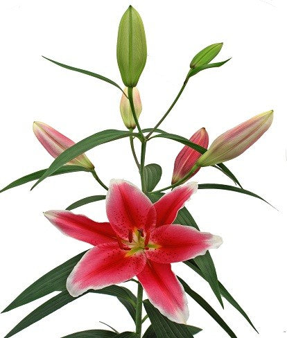 Oriental Lily	Hot Pink