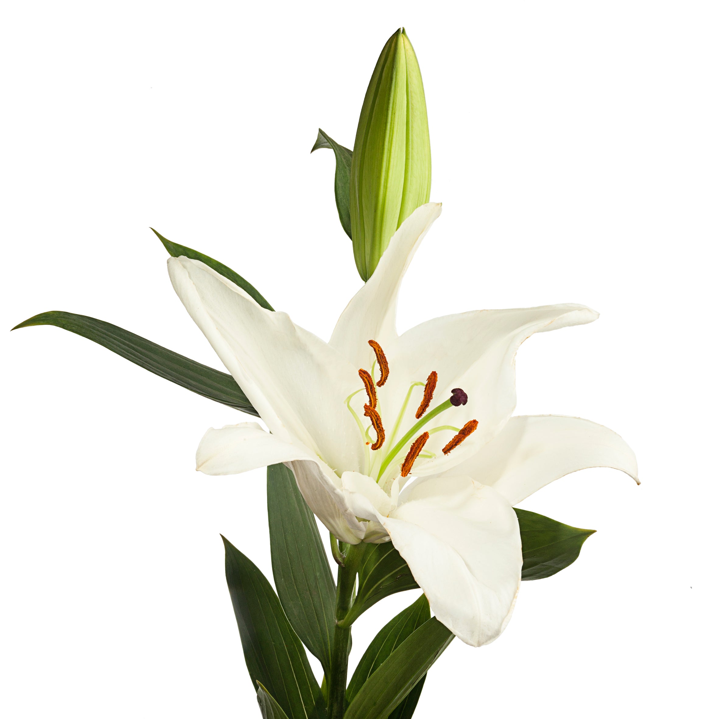 Oriental Lily	White