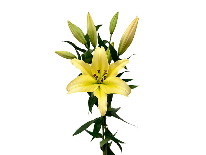 Oriental Lily	Yellow