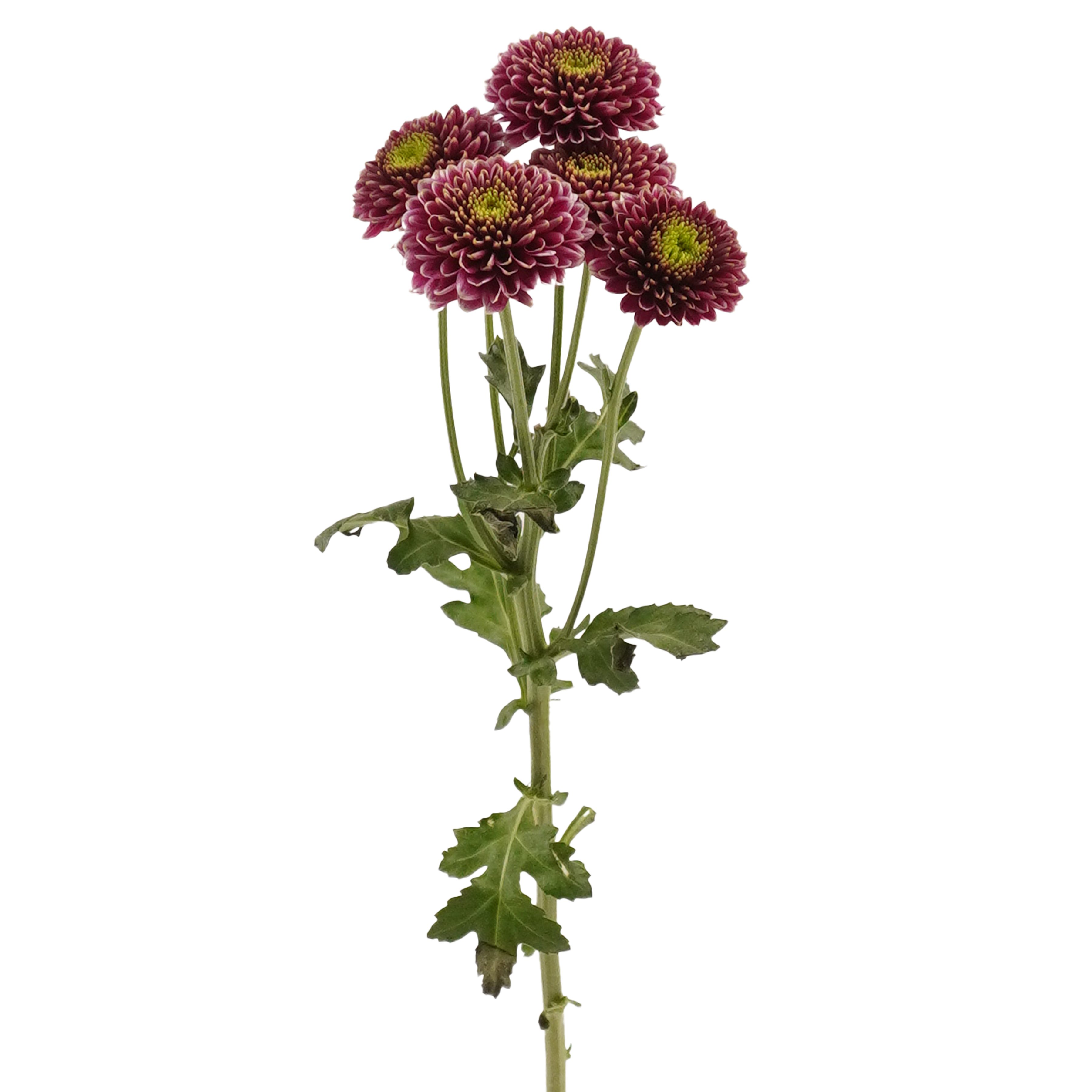 Button Chrysanthemum Bicolor Purple - White