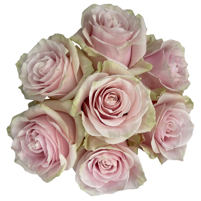 Pink Modial Roses Light Pink Roses, wholesale roses, Pink Mondial Roses ...