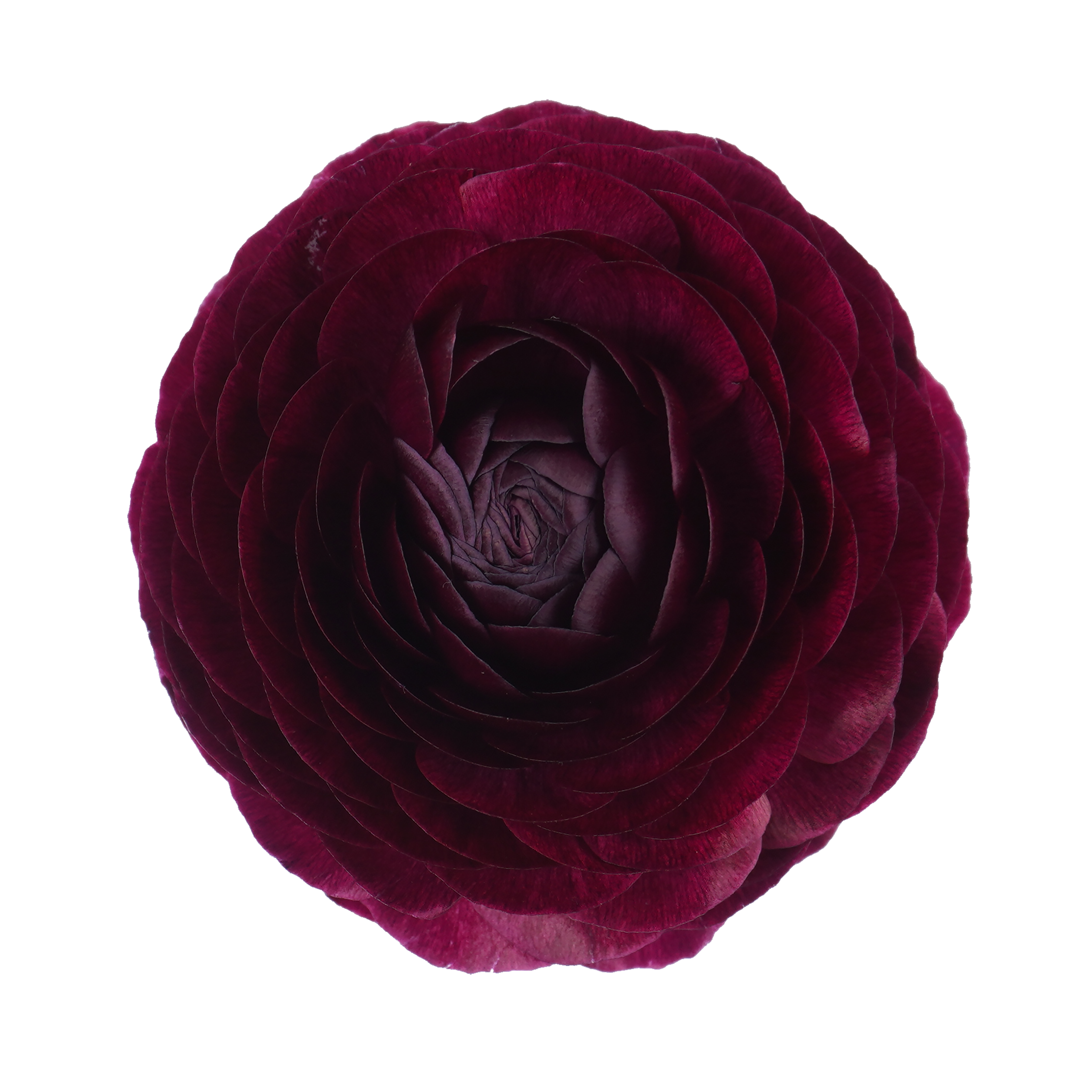 Mini Purple Ranunculus Purple Ranunculus - Fresh Cut Flowers | WholesaleFlowers.net