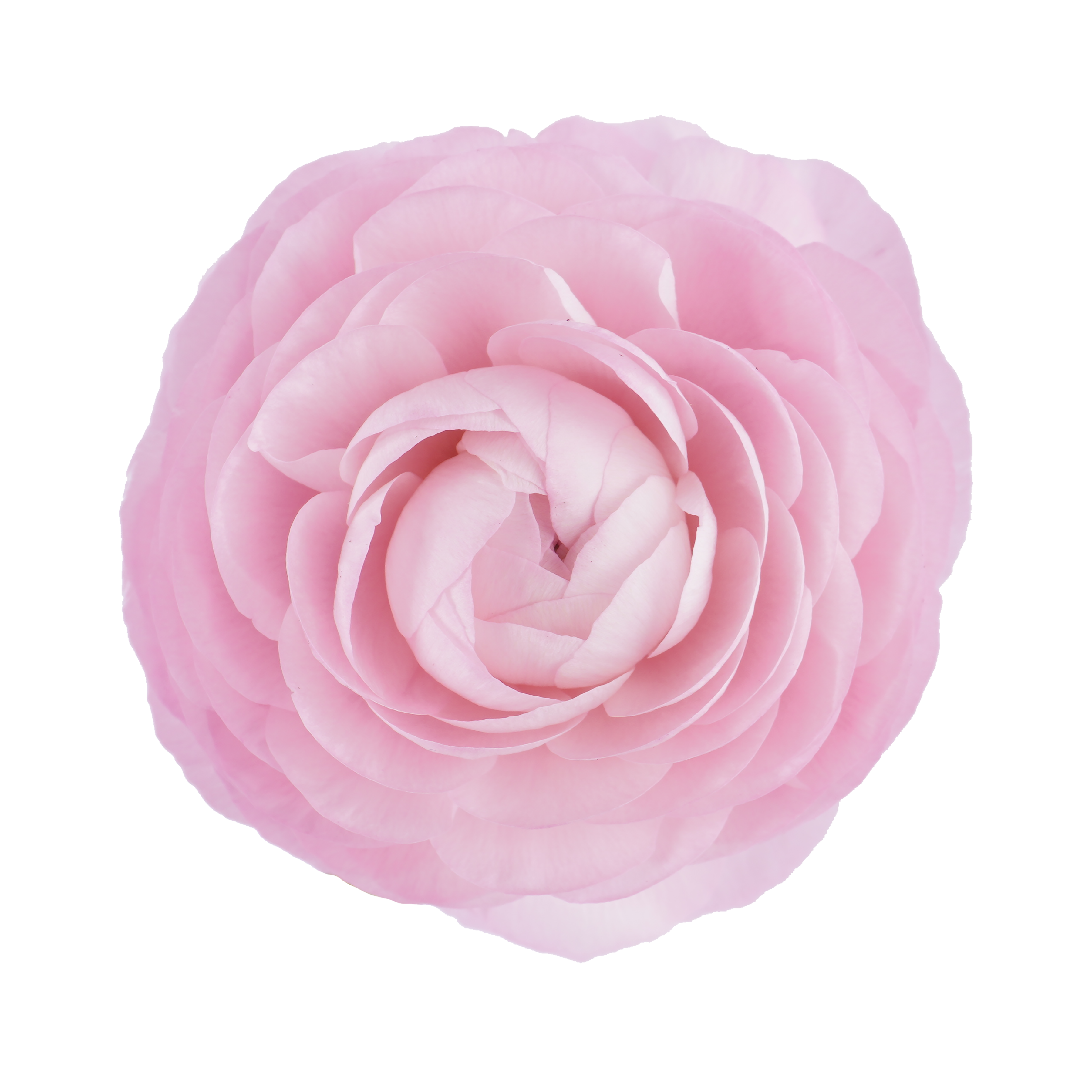 Ranunculus Pink