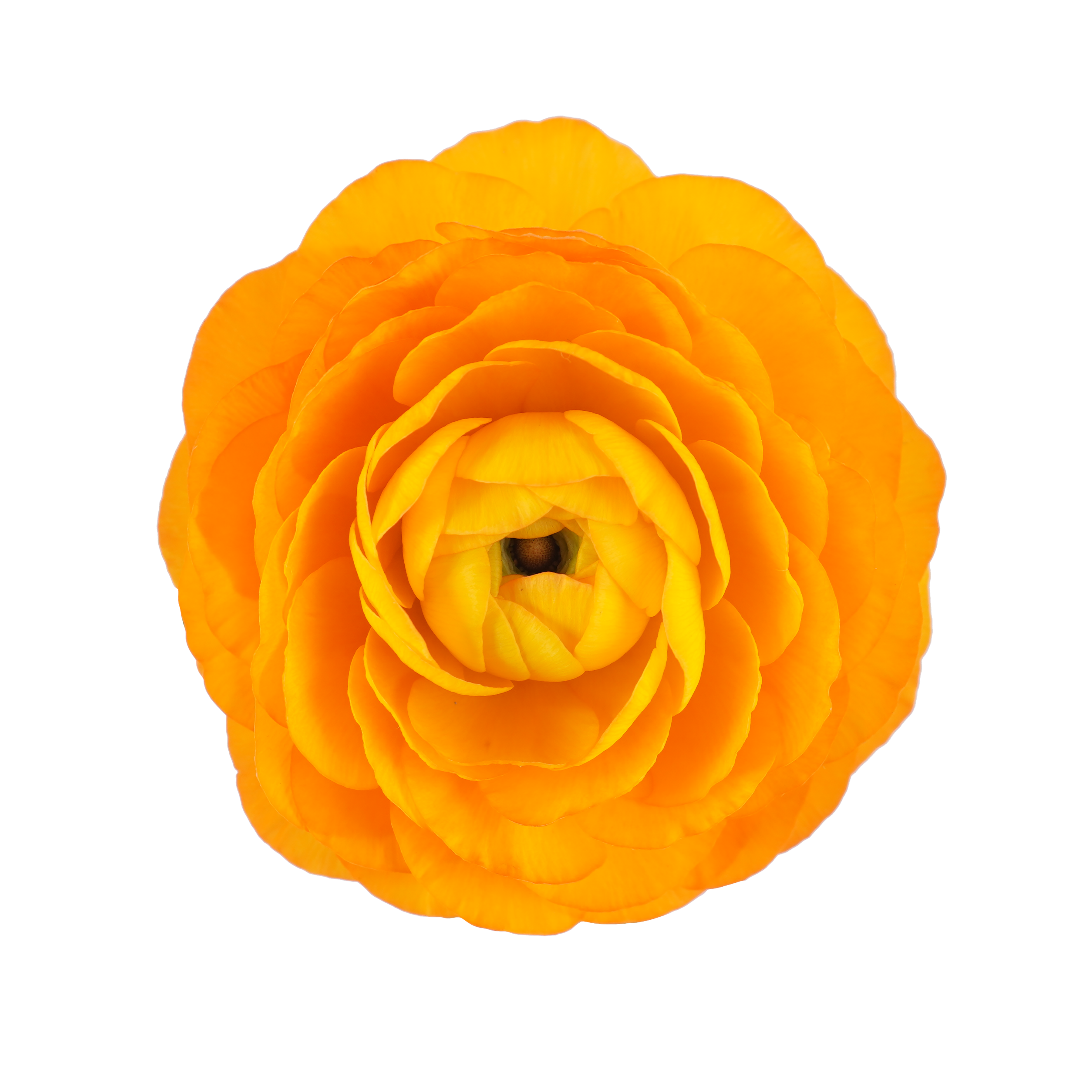 Ranunculus Orange